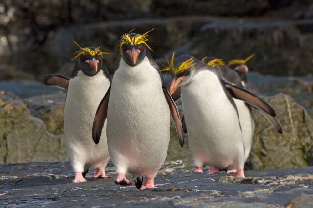 Three macaroni penguins walk towards the camera