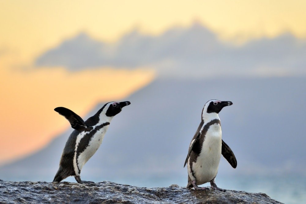 Two African Penguins at sunset